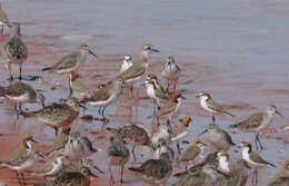 Image of Greater Sand Plover