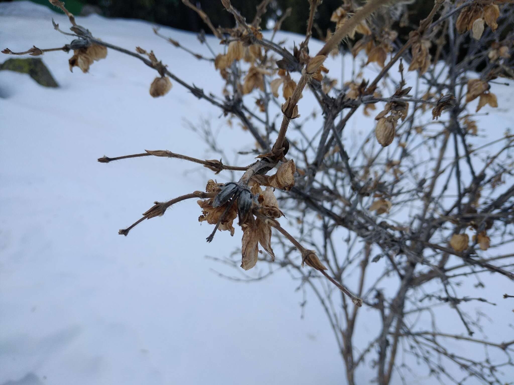 Image de Lonicera hispida Pall. ex Roem. & Schult.