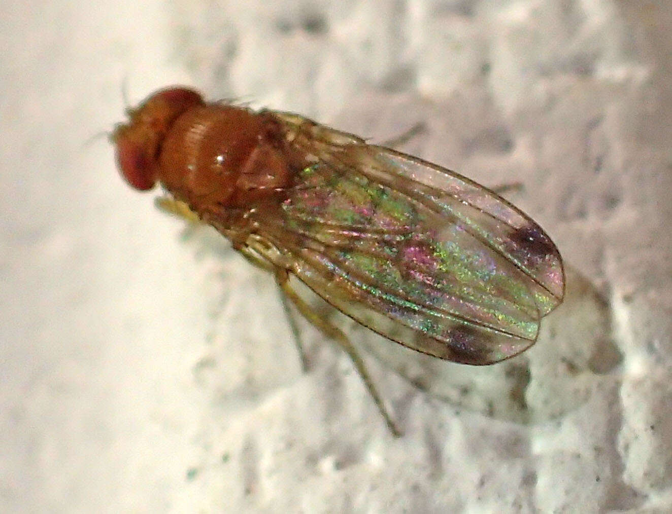 Image of Cherry drosophila