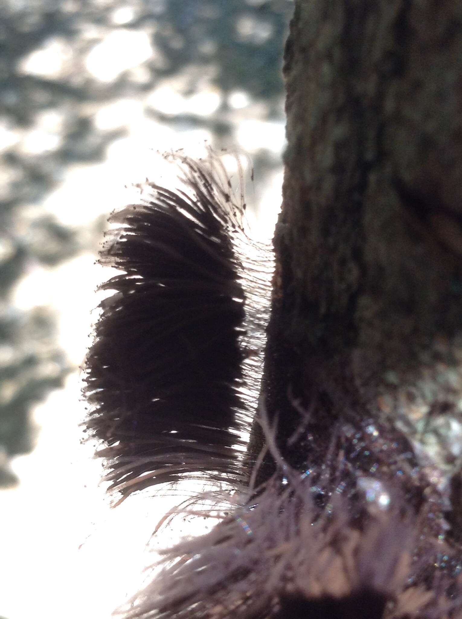 Image of Stemonitis splendens