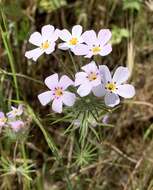 Image of mustang clover