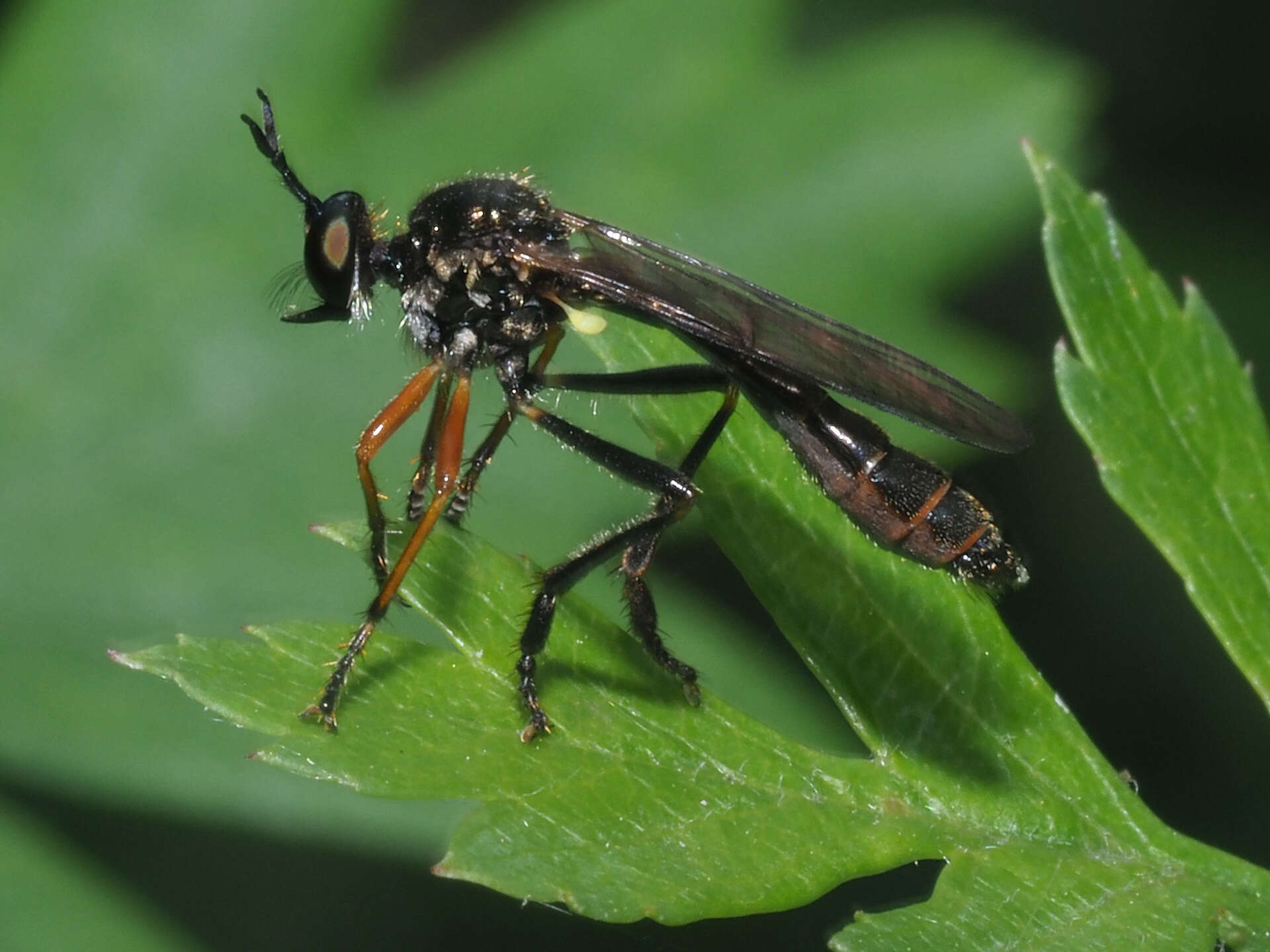 Image of Dioctria rufipes (Scopoli 1763)