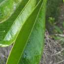 Sivun Vernoniopsis caudata (Drake) Humbert kuva