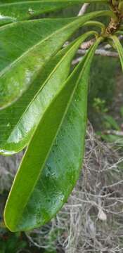 Image of Vernoniopsis