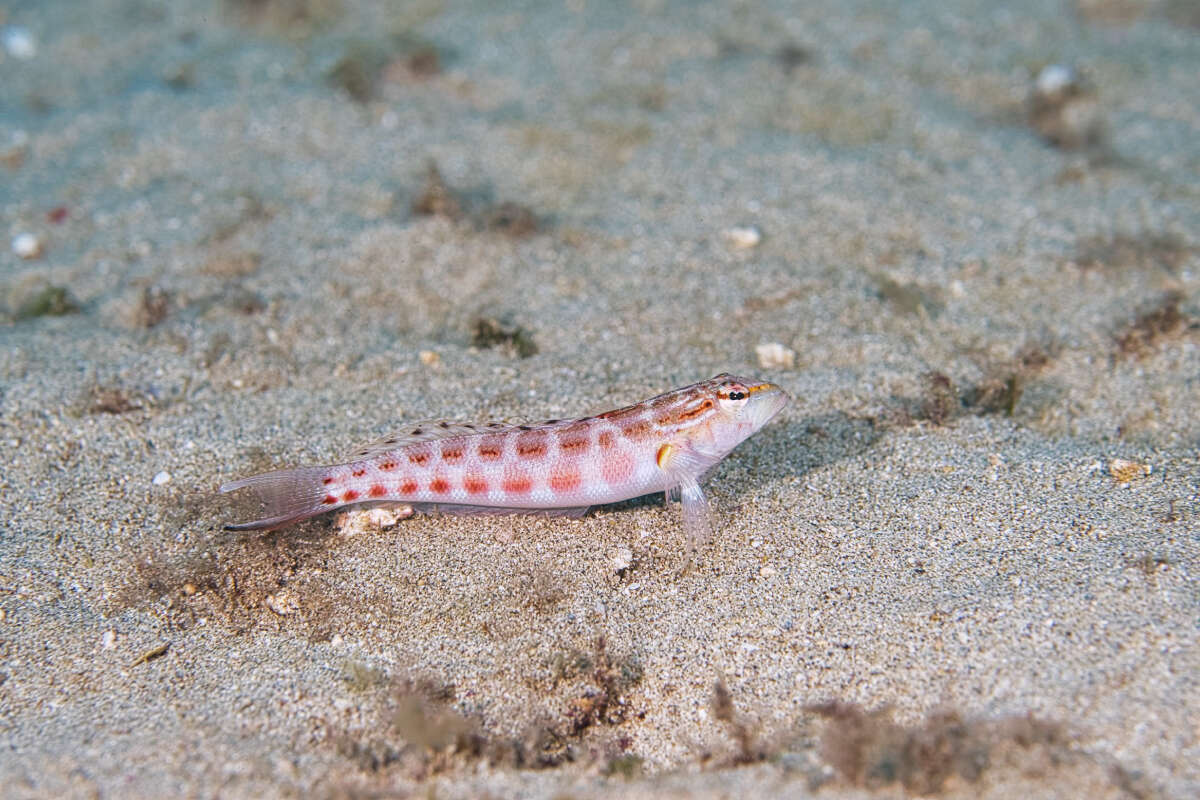 Image of Parapercis schauinslandi
