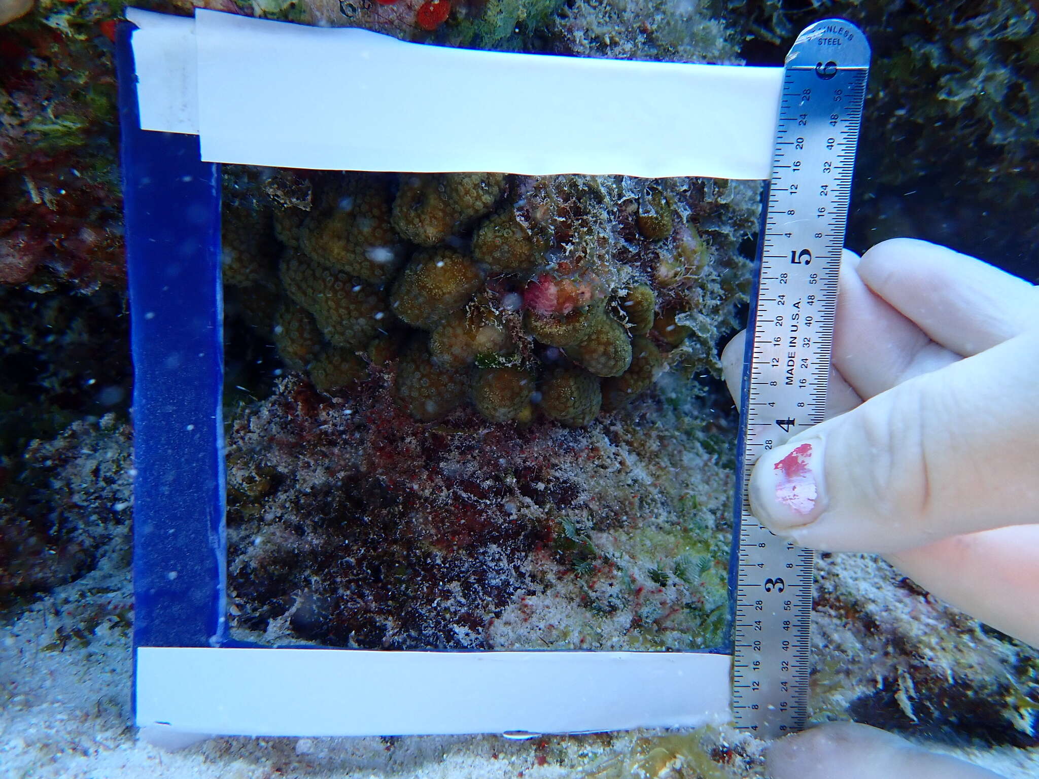 Image of Green Cactus Coral