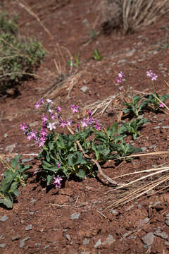 Image of Jones Cycladenia