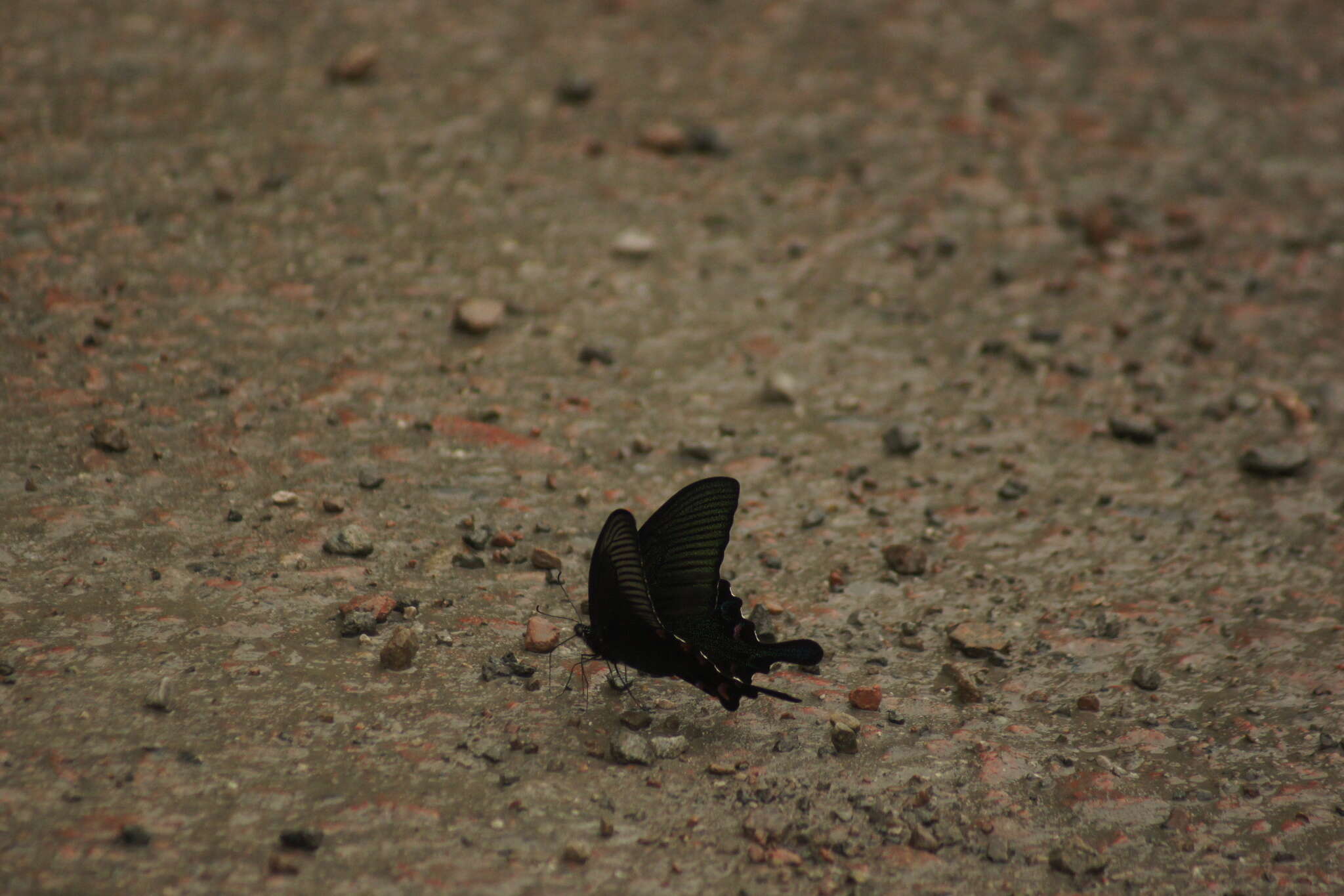 Image de Papilio bianor Cramer (1777)