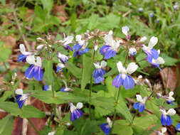 Image of spring blue eyed Mary