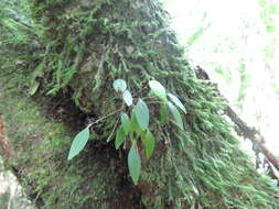 Image of Lepanthes attenuata Salazar, Soto Arenas & O. Suárez