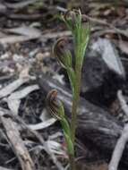 Слика од Pterostylis rubescens (D. L. Jones) G. N. Backh.