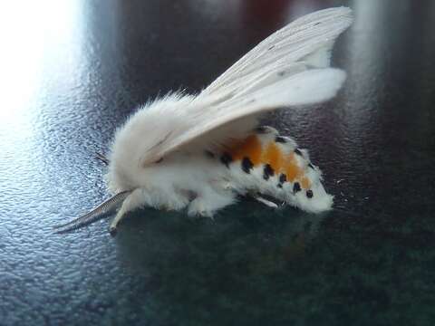 Image of Virginian Tiger Moth