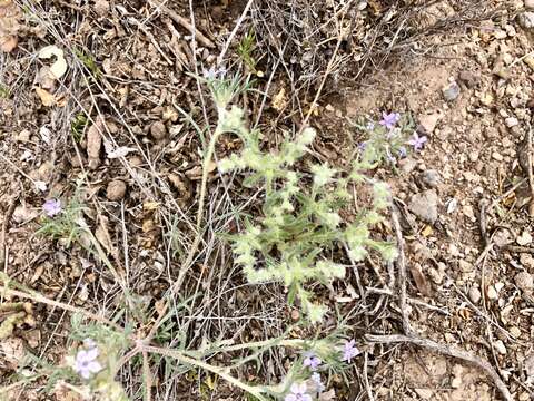 Plancia ëd Cryptantha crassisepala (Torr. & Gray) Greene