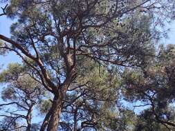 Image of Brutia Pine