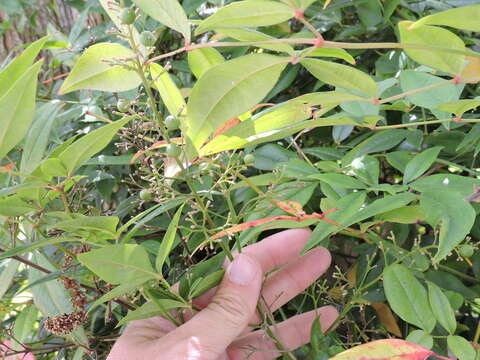 Image of nandina