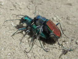 Image de Cicindela (Cicindela) denverensis Casey 1897