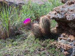 Image of Echinocereus reichenbachii var. baileyi (Rose) N. P. Taylor