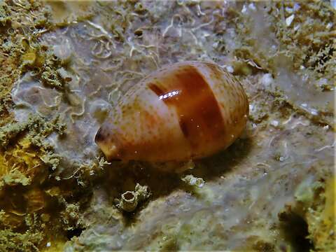 Image of Walker's Cowry