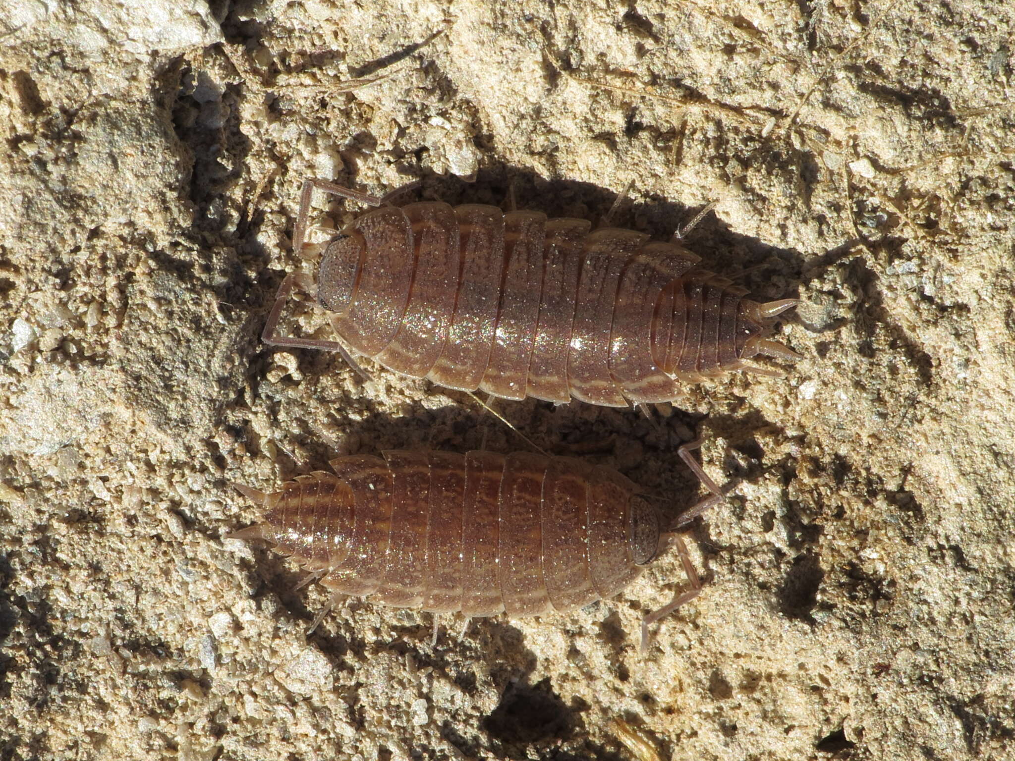 Image of Porcellionides sexfasciatus (Budde-Lund 1885)