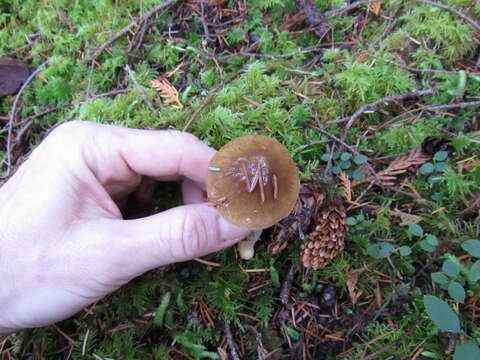 Image of Cortinarius seidliae Ammirati, Niskanen & Liimat. 2015