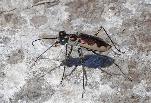 Image de Eunota circumpicta johnsonii (Fitch 1857)