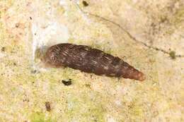 Image of Clausilia rugosa (Draparnaud 1801)