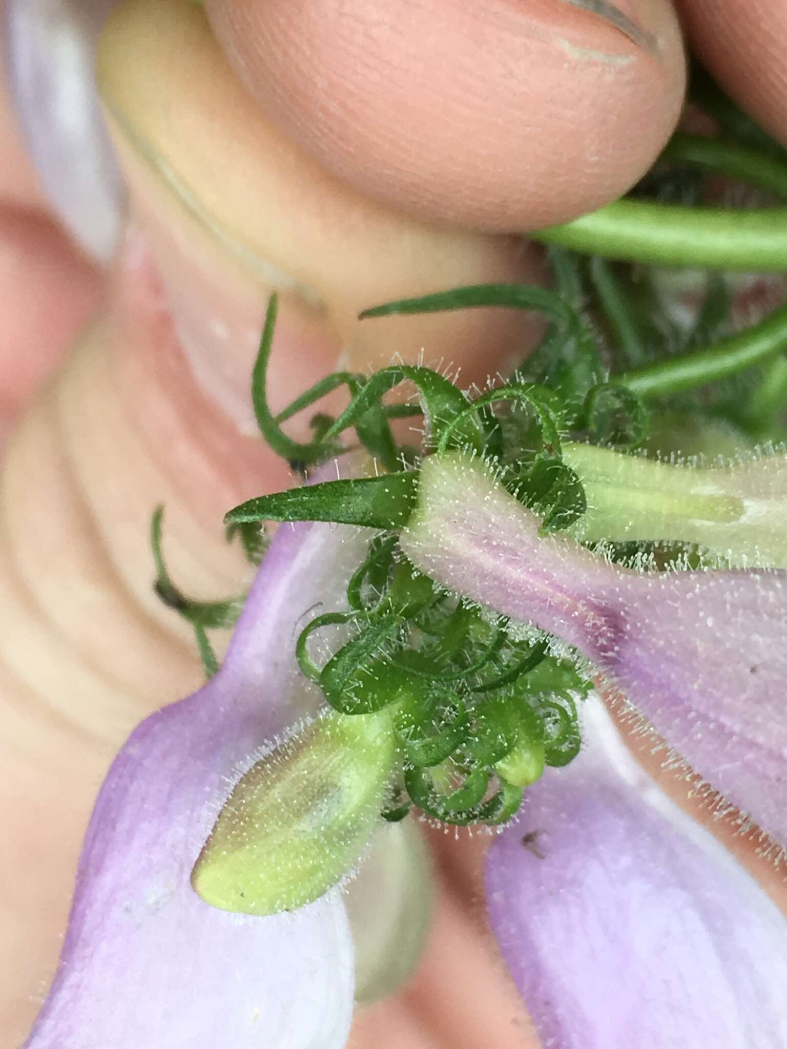 Image of longsepal beardtongue