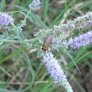 Rhyncomya speciosa (Loew 1844)的圖片