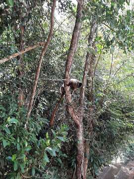 Image of Atlantic Titi