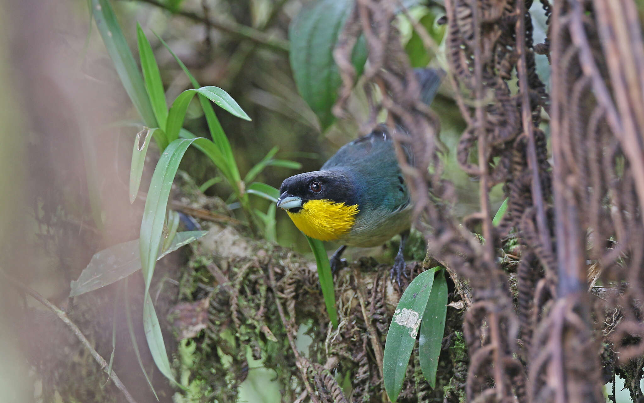 Imagem de Iridosornis analis (Tschudi 1844)