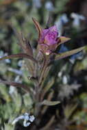 Image of Copeland's owl's-clover