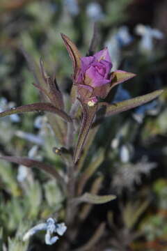 Imagem de Orthocarpus cuspidatus subsp. copelandii (Eastw.) T. I. Chuang & L. R. Heckard