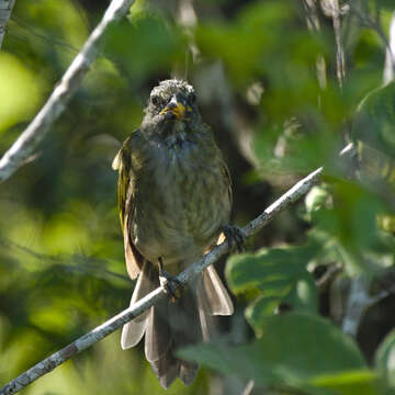 Image of Lesser Antillean Saltator