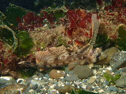 صورة Nautichthys