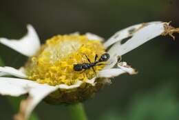 Image of Pseudomyrmex lynceus (Spinola 1851)