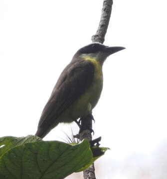 Image de Megarynchus pitangua mexicanus (Lafresnaye 1851)