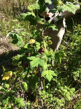 Image of straggly gooseberry