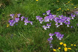 Image of Viola culminis F. Fen. & Moraldo