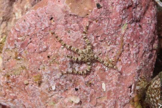 Imagem de Ophionereis diabloensis Hendler 2002