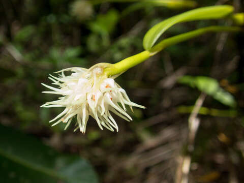 Image of Pom-pom Orchid