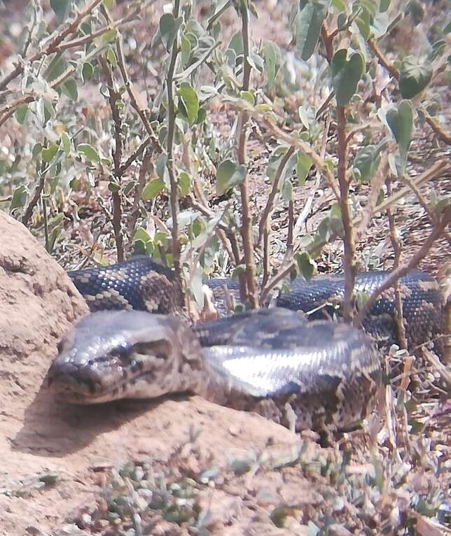 Image of Southern African Python