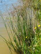 Image of Juncus exsertus Buch.