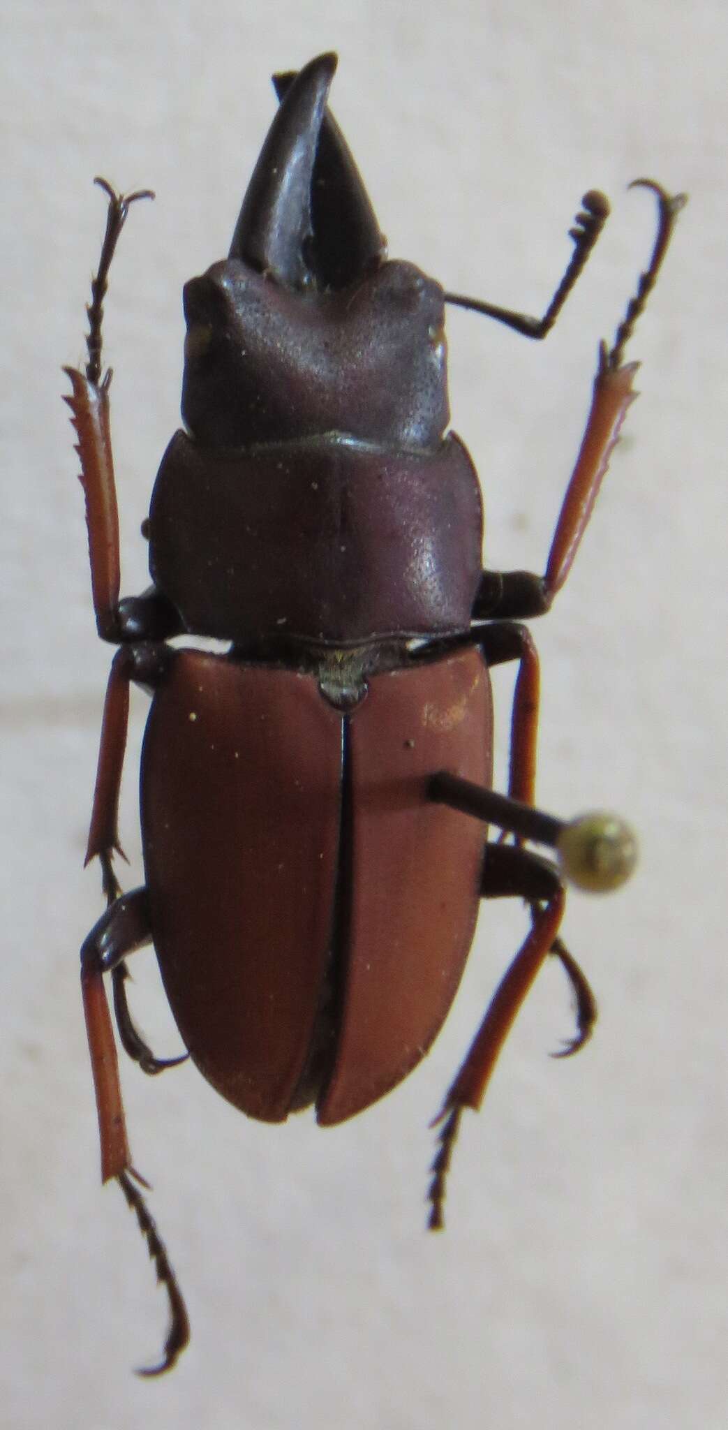 Image of Leptinopterus