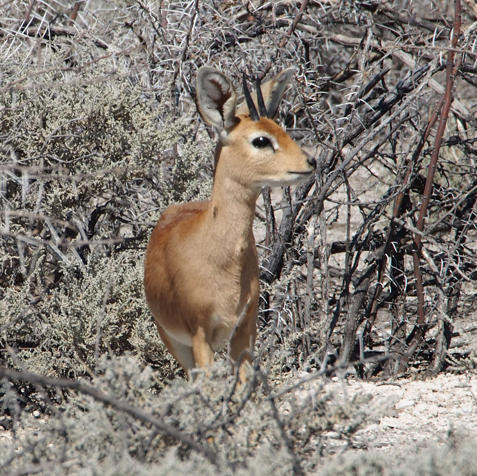 Image of Steenbok