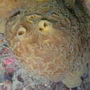Image of Bristly Yellow Clump Sponge