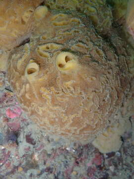 Image of Bristly Yellow Clump Sponge