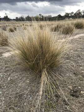 Image of serrated tussock