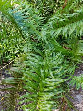 Image of giant leather fern