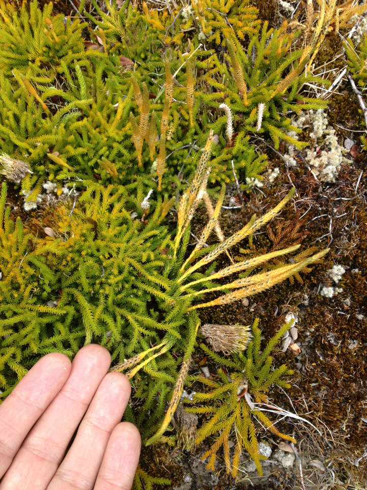 Imagem de Austrolycopodium fastigiatum (R. Br.) Holub