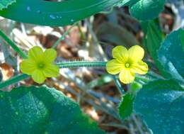 Image de Cucumis dipsaceus C. G. Ehrenb. ex Spach